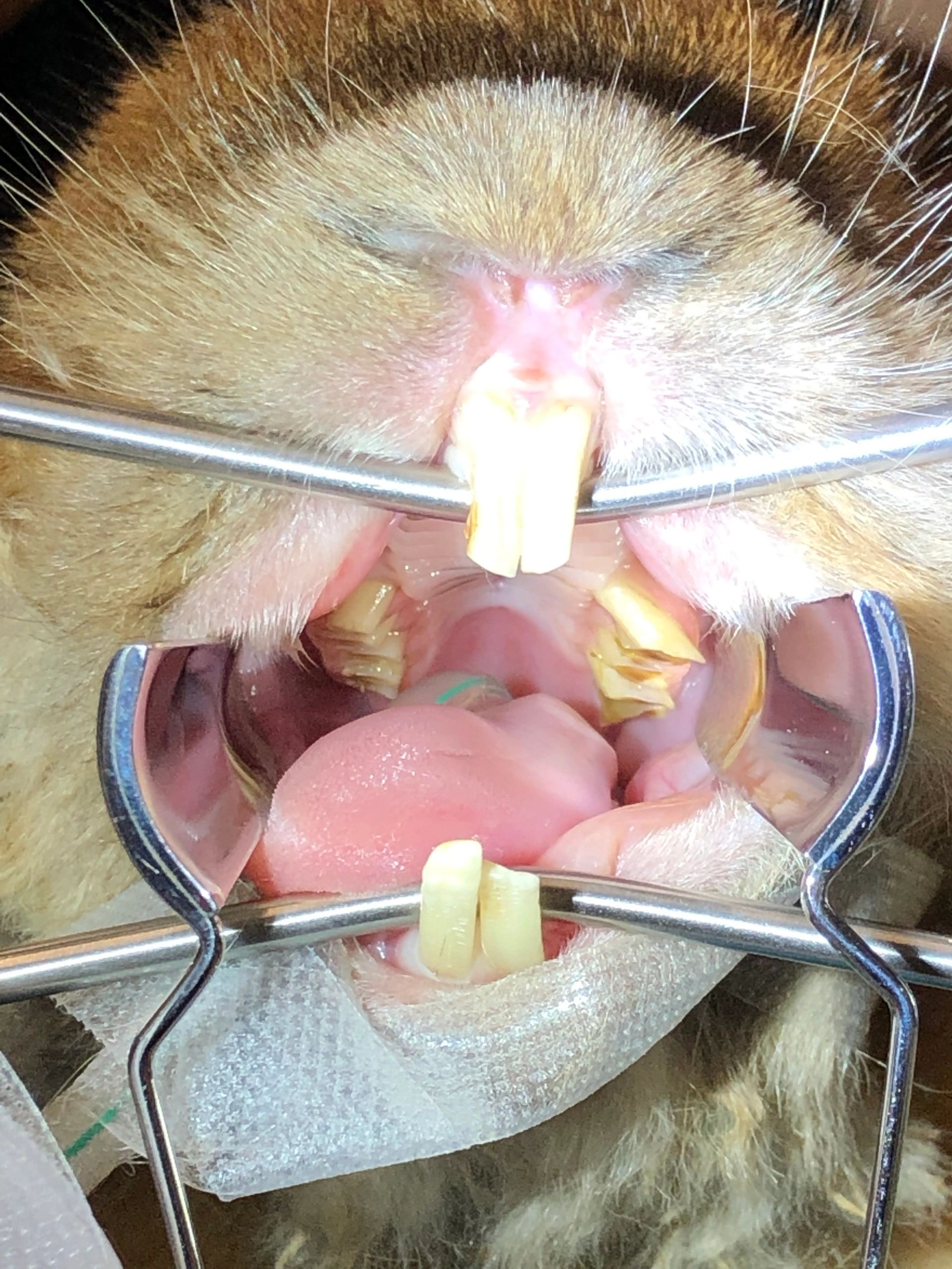 Dental procedures in rabbits and guinea pigs